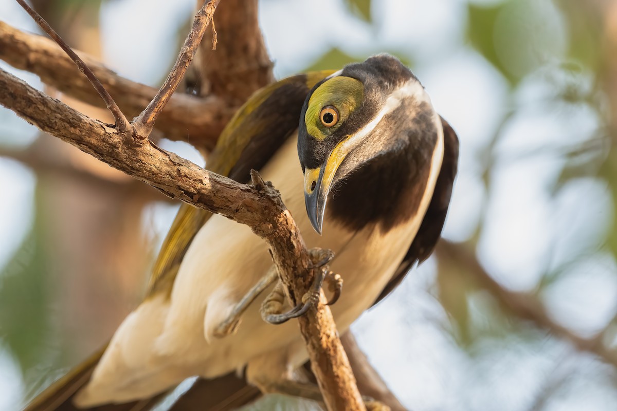 Blue-faced Honeyeater - ML638604210