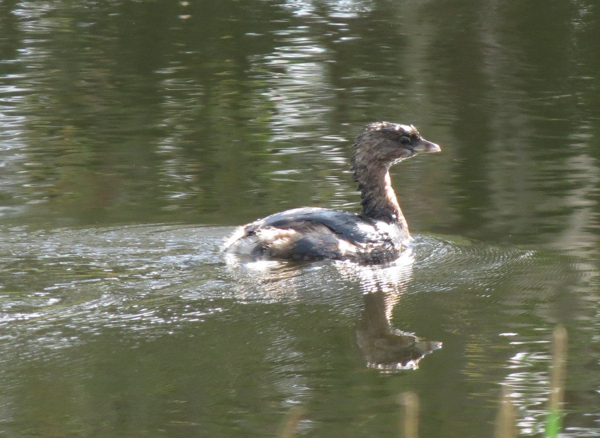 Pied-billed Grebe - ML638604250