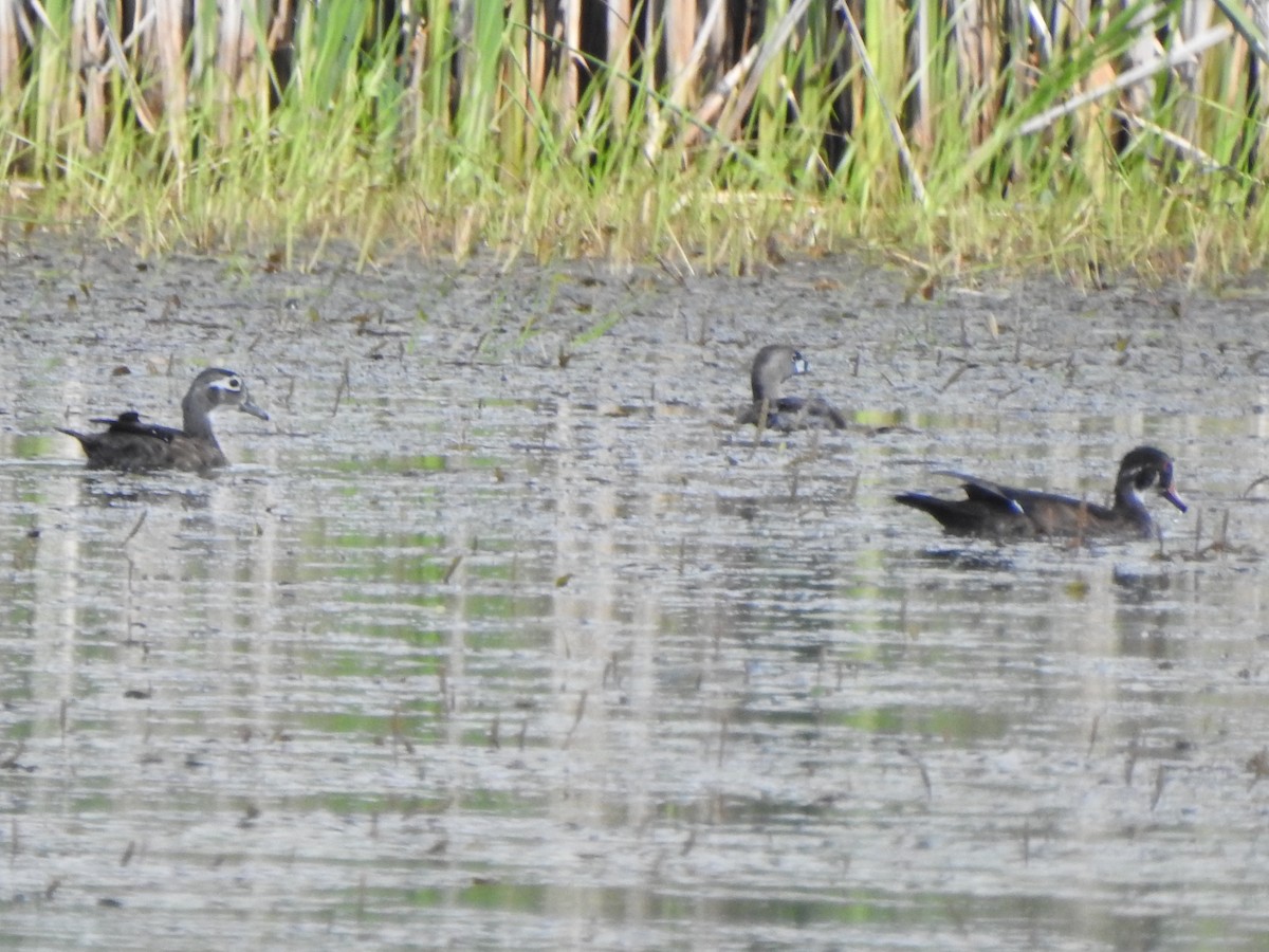 Pied-billed Grebe - ML638604251