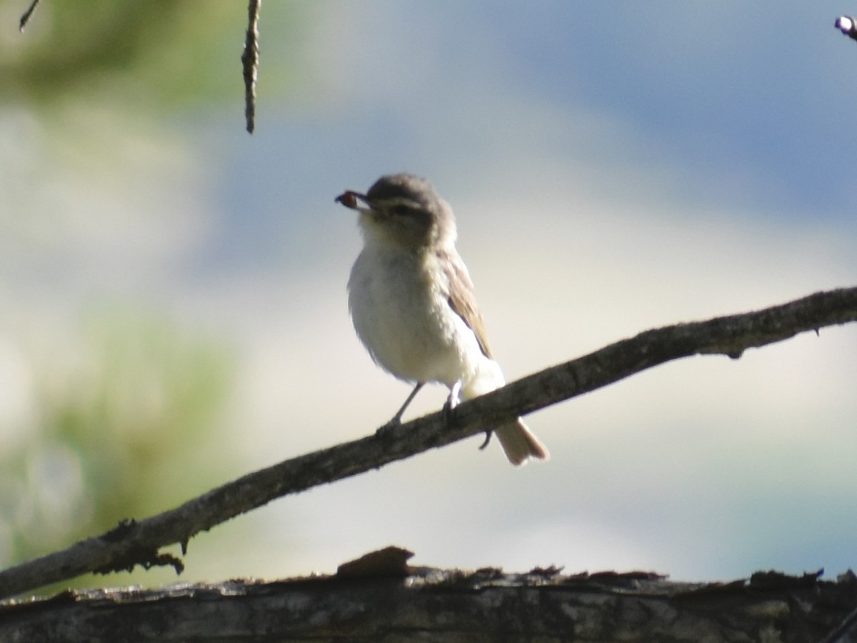 Warbling Vireo - ML638604257