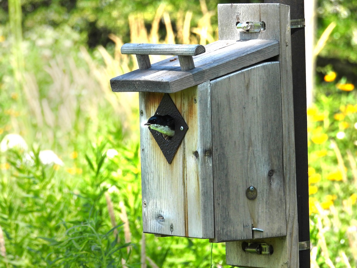 Tree Swallow - ML638604270