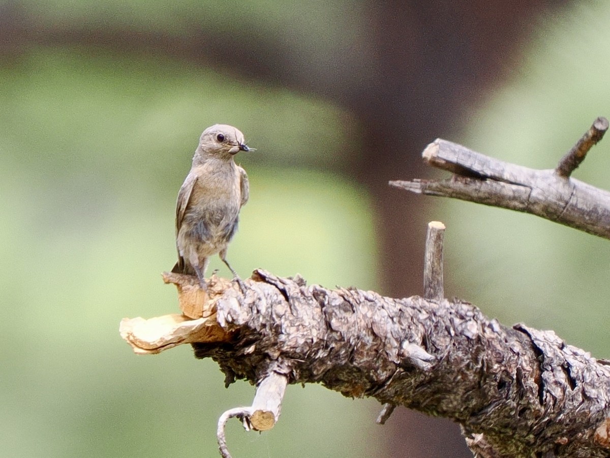 Mountain Bluebird - ML638604313