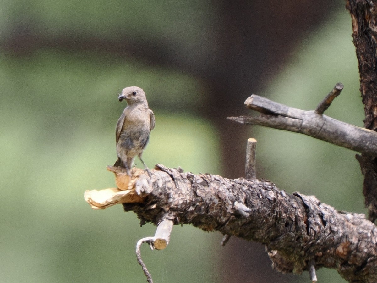 Mountain Bluebird - ML638604314