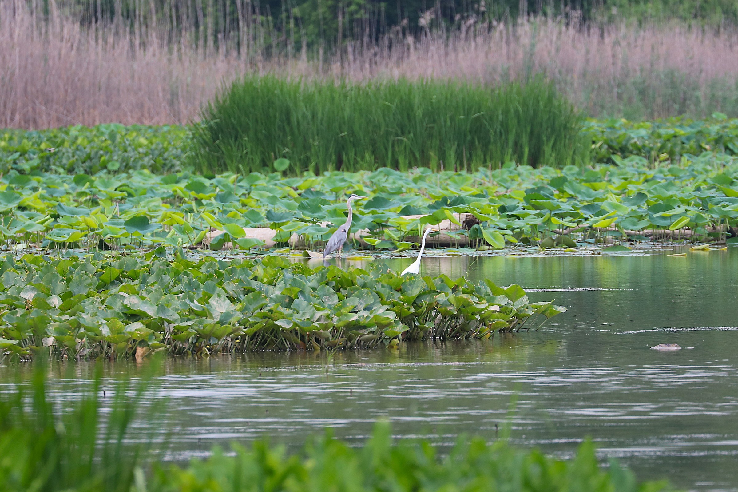 Dupont Marsh State Nature Preserve - Erie, Ohio, US - Birding Hotspots