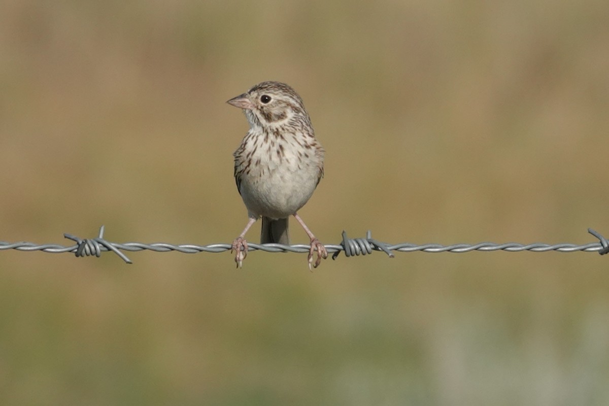 Vesper Sparrow - ML638604320