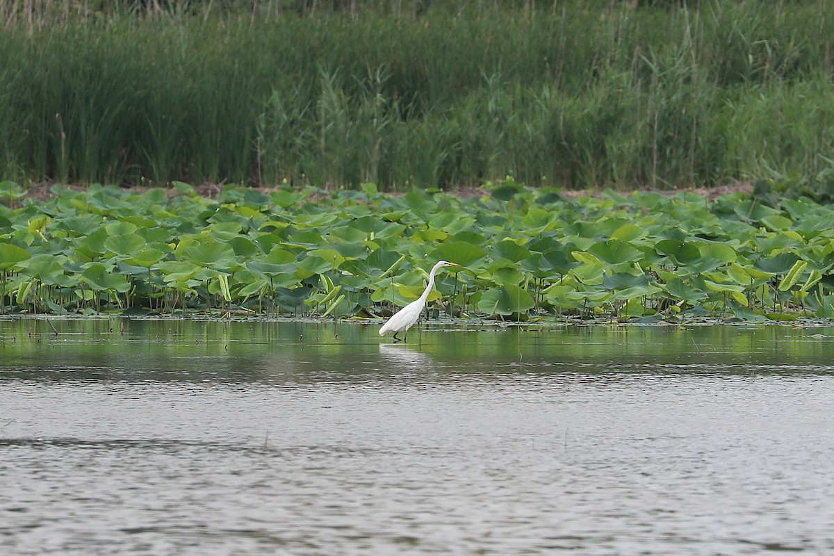 ダイサギ - ML638604359