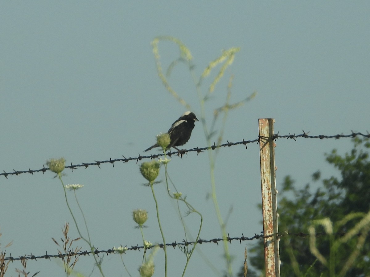 Bobolink - ML638604371