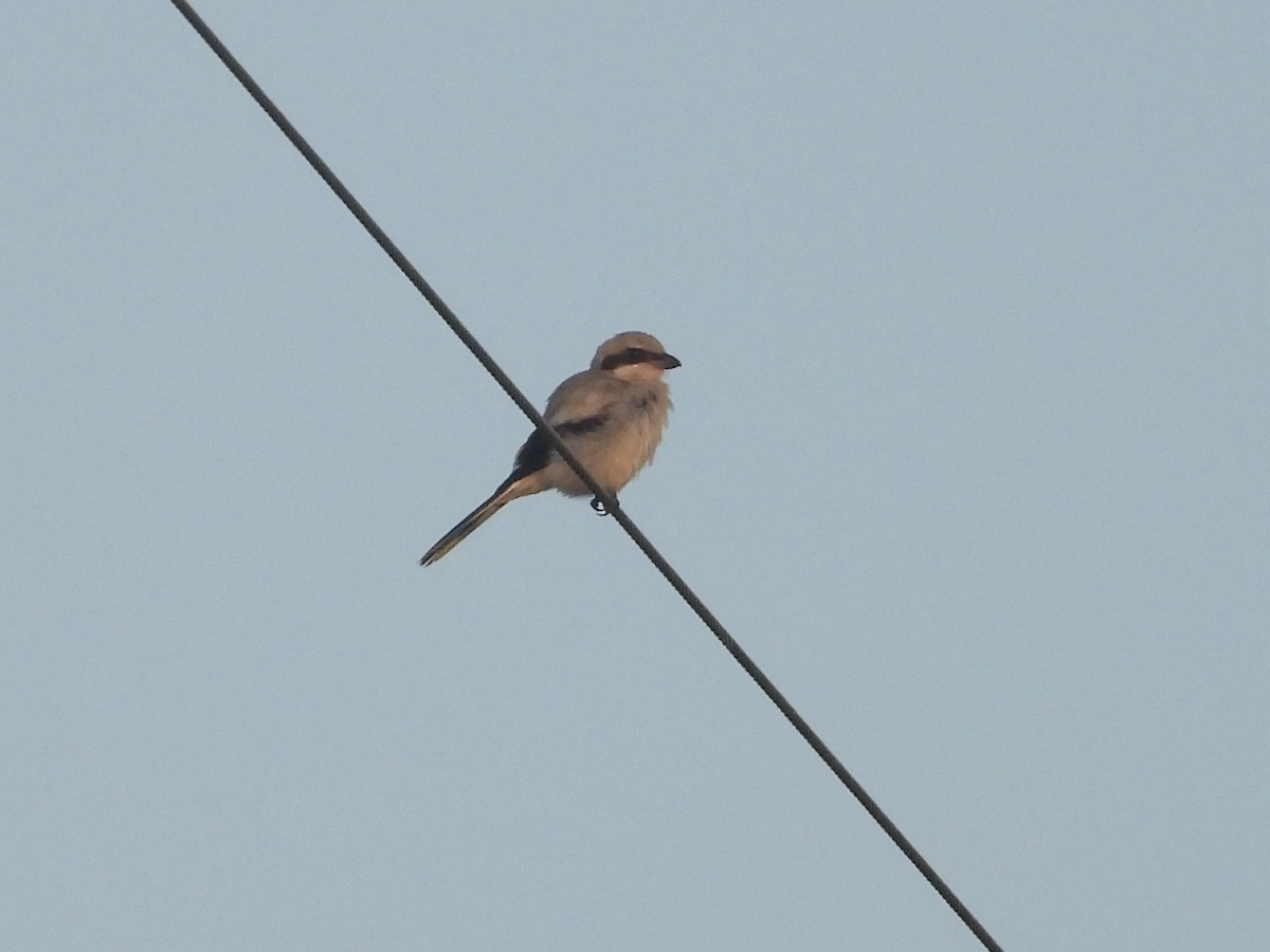 Loggerhead Shrike - ML638604401