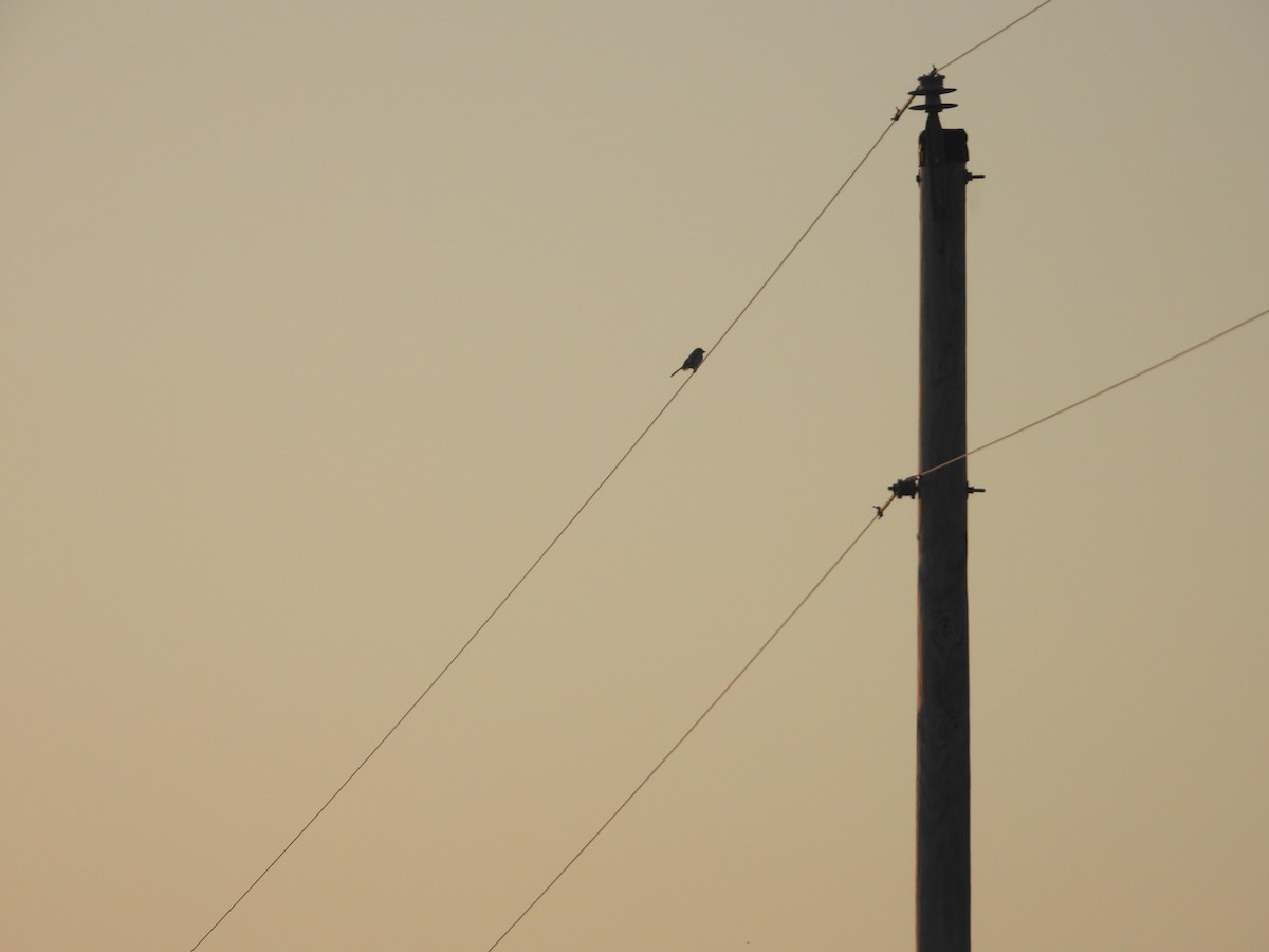 Loggerhead Shrike - ML638604403