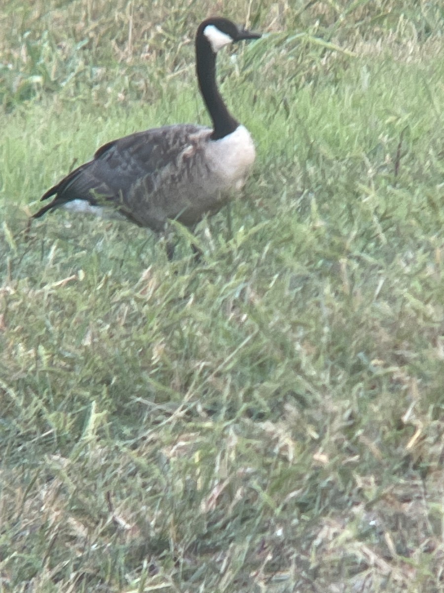 Canada Goose - ML638604422
