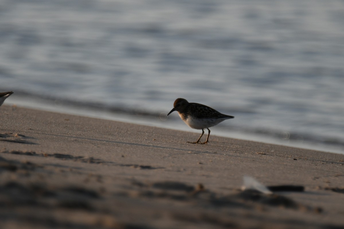 Least Sandpiper - ML638604465