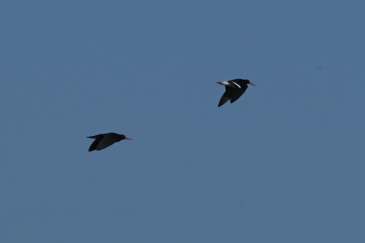 Pied Oystercatcher - ML638604551