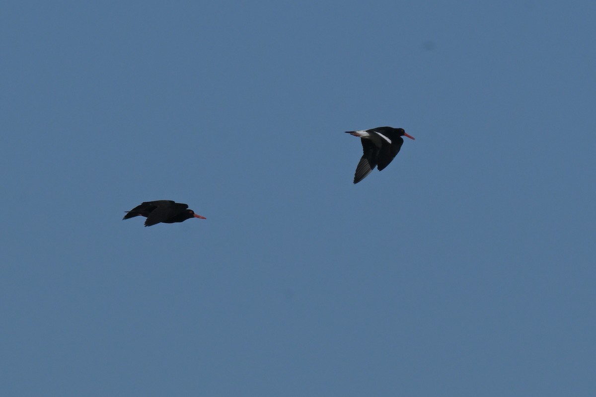 Pied Oystercatcher - ML638604552