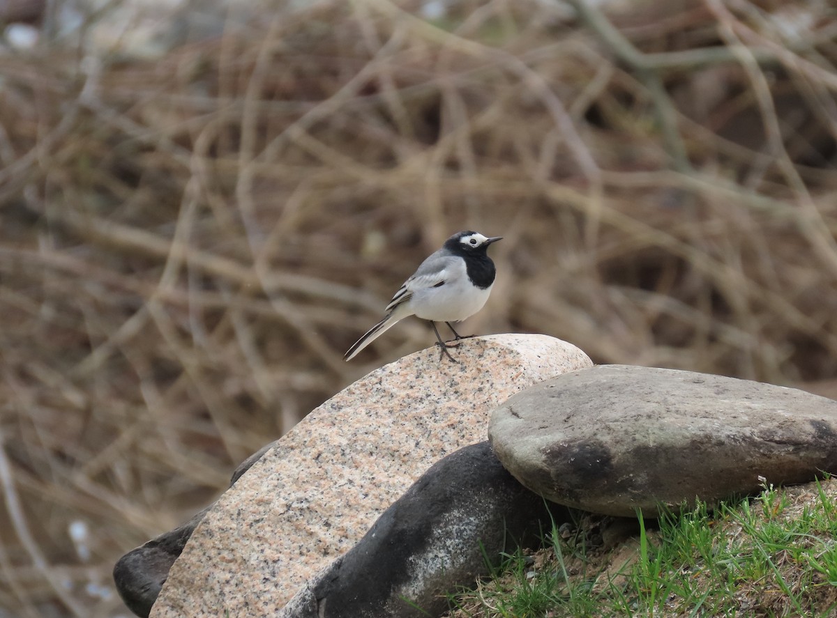 White Wagtail - ML638604553