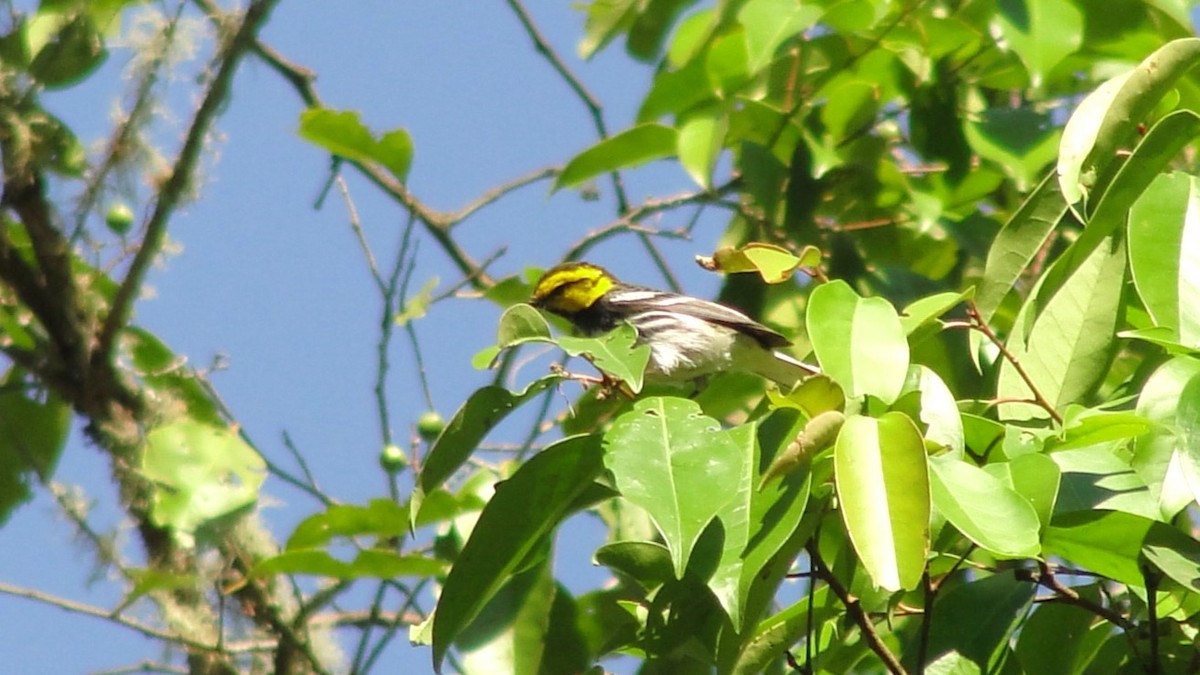 Golden-cheeked Warbler - ML638604557
