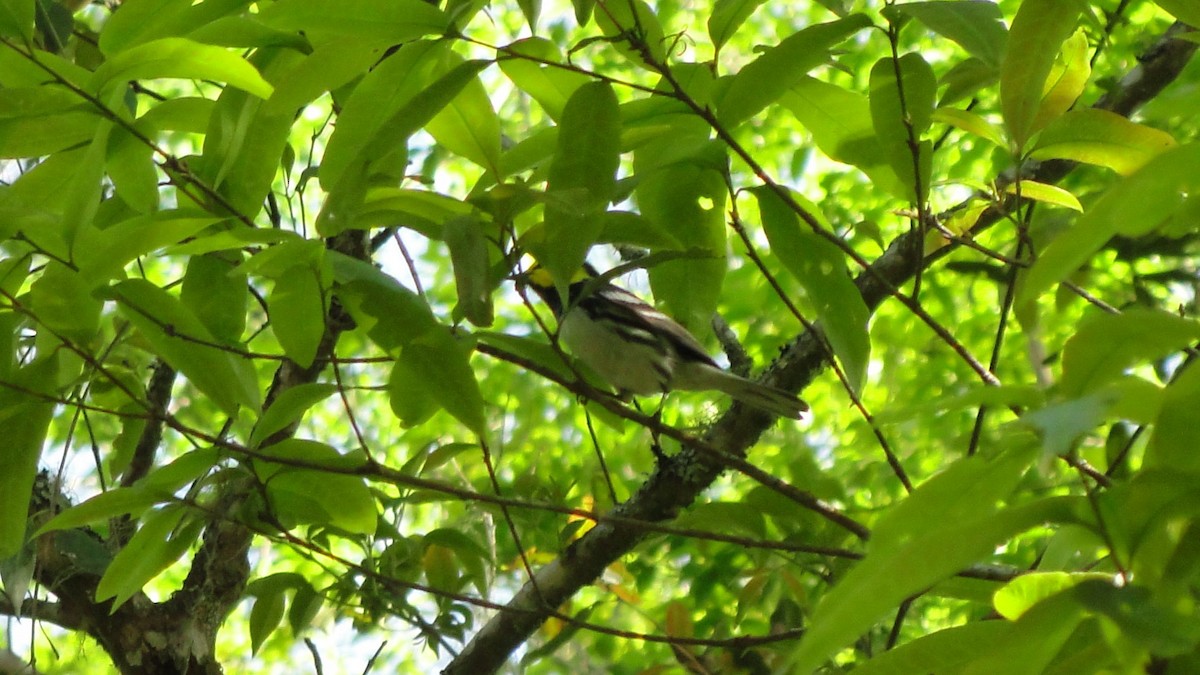 Golden-cheeked Warbler - ML638604562