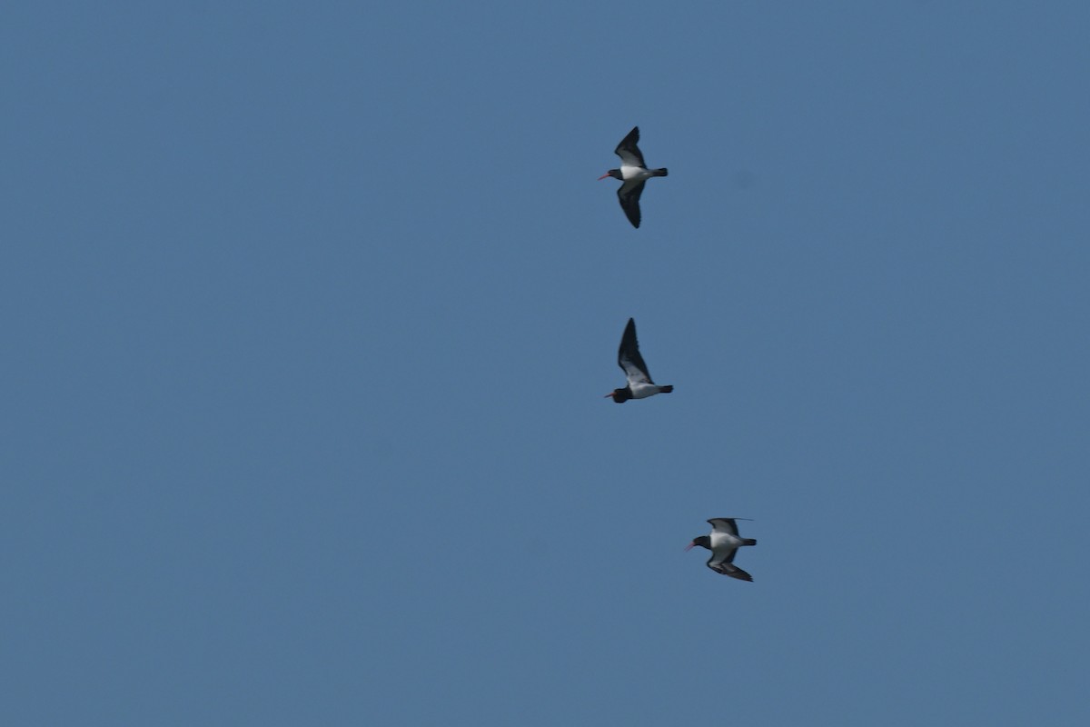 Pied Oystercatcher - ML638604595