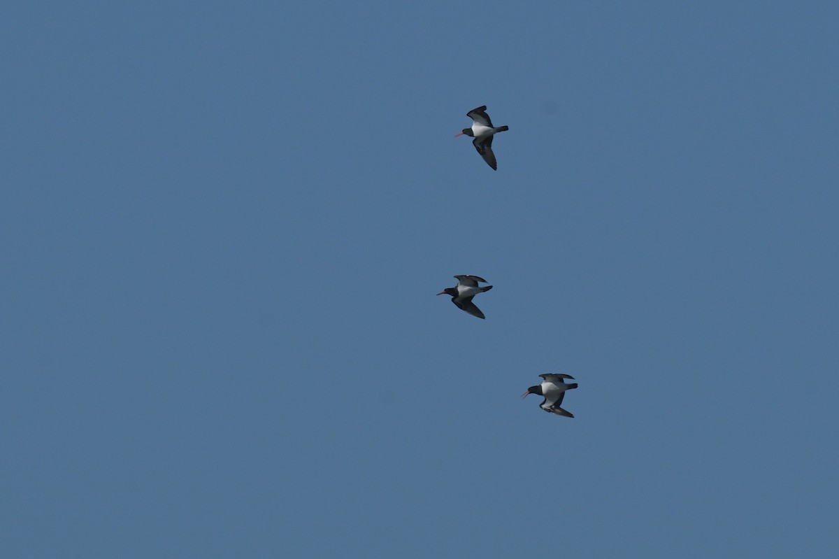 Pied Oystercatcher - ML638604603
