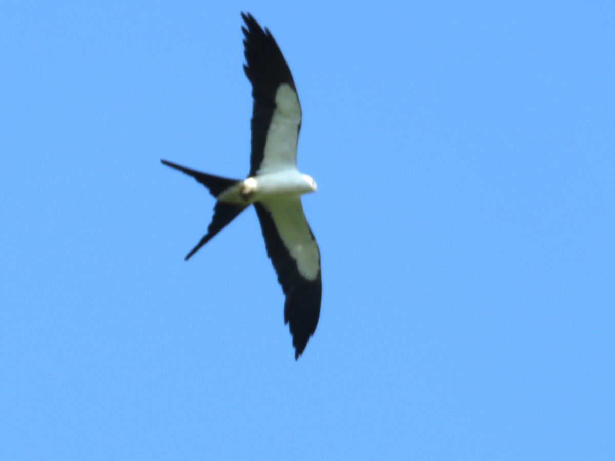 Swallow-tailed Kite - ML638604608