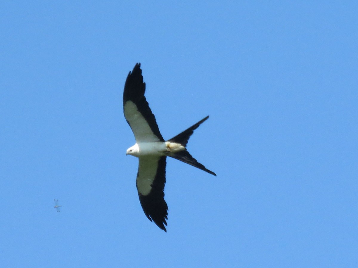 Swallow-tailed Kite - ML638604611