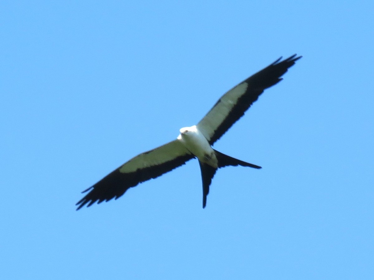 Swallow-tailed Kite - ML638604614