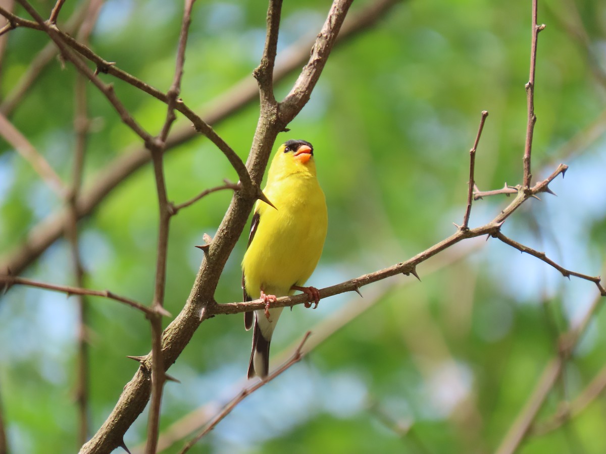 American Goldfinch - ML638604617