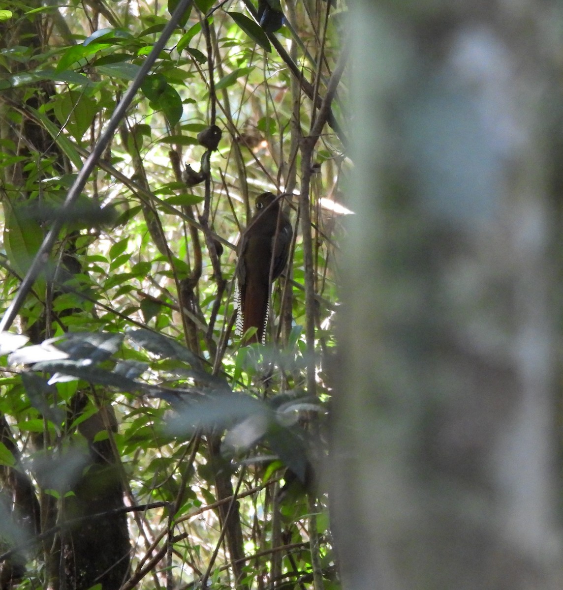 Atlantic Black-throated Trogon - ML638604619