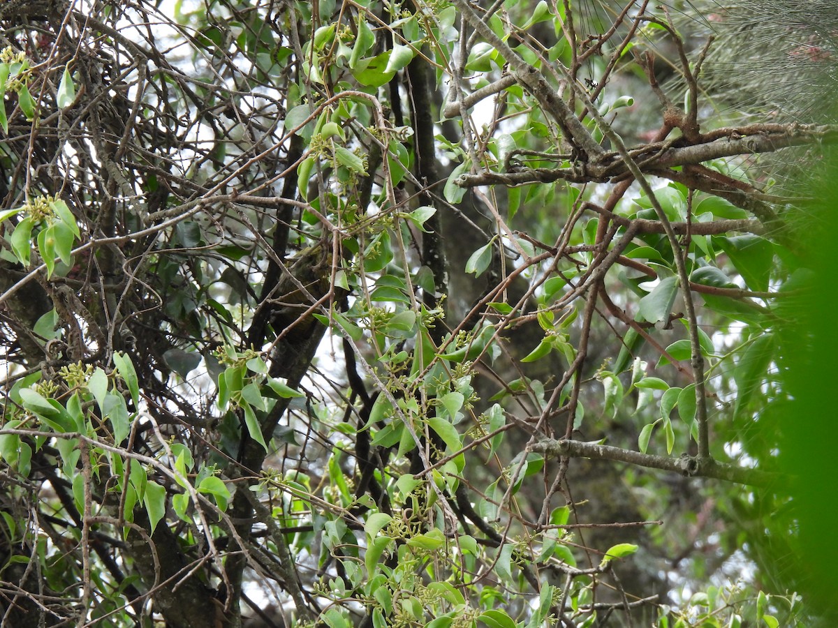 Golden-olive Woodpecker - ML638604724