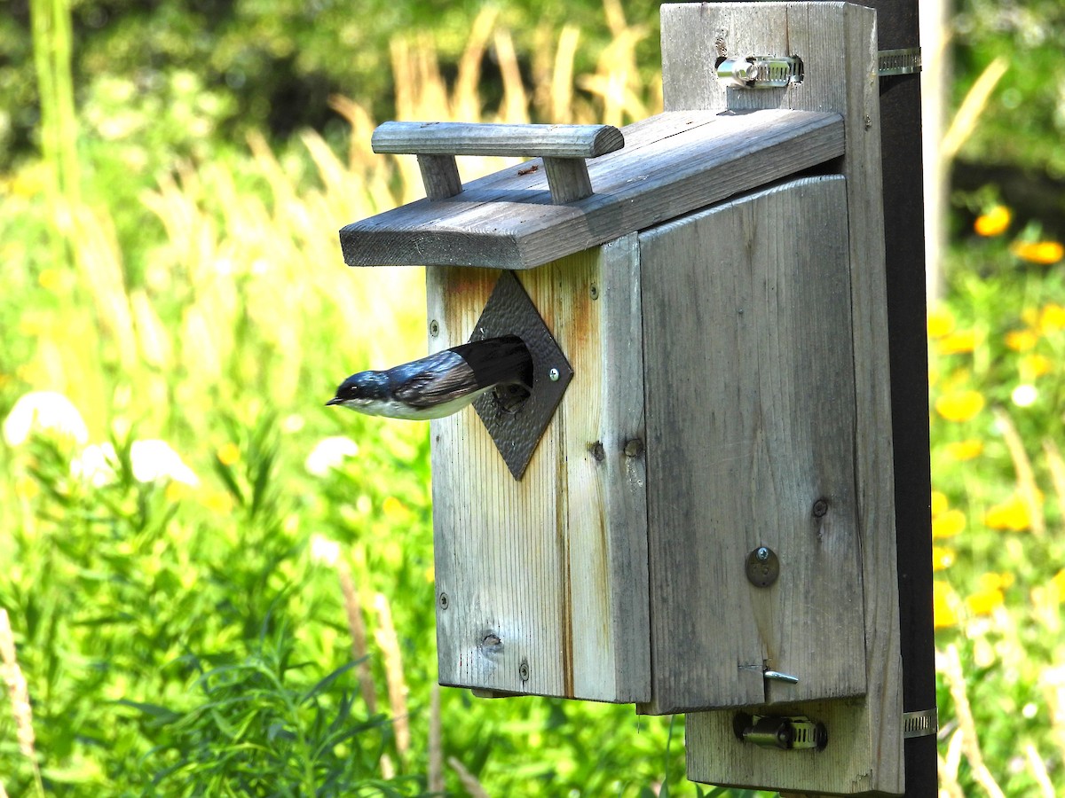 Tree Swallow - ML638604728