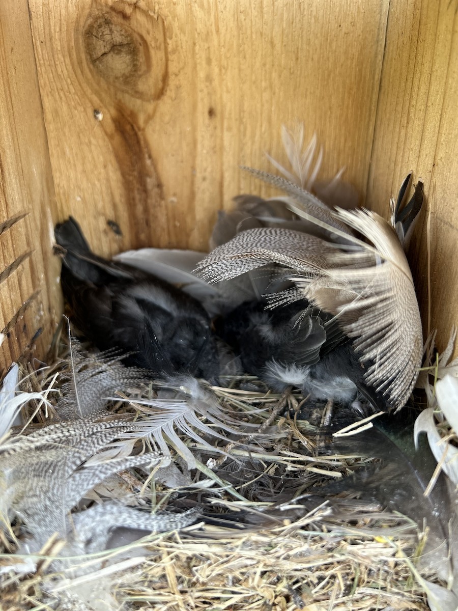 Tree Swallow - ML638604750