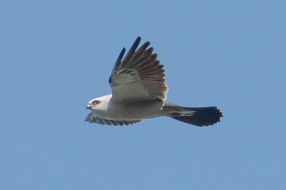 Mississippi Kite - ML638604784