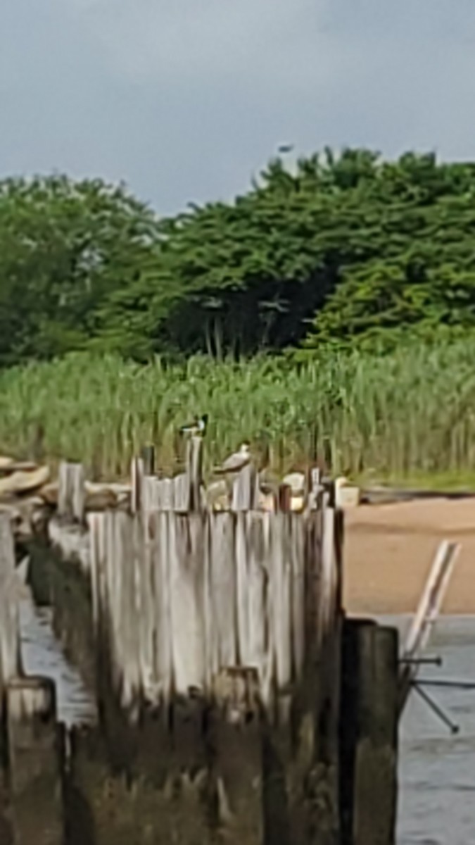 American Oystercatcher - ML638604790