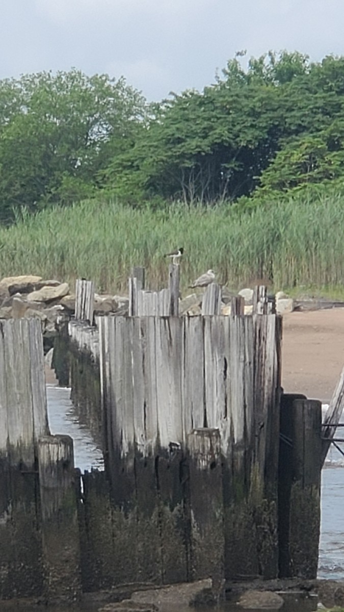 American Oystercatcher - ML638604791