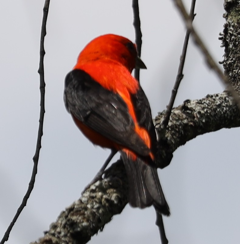 Scarlet Tanager - ML638604802