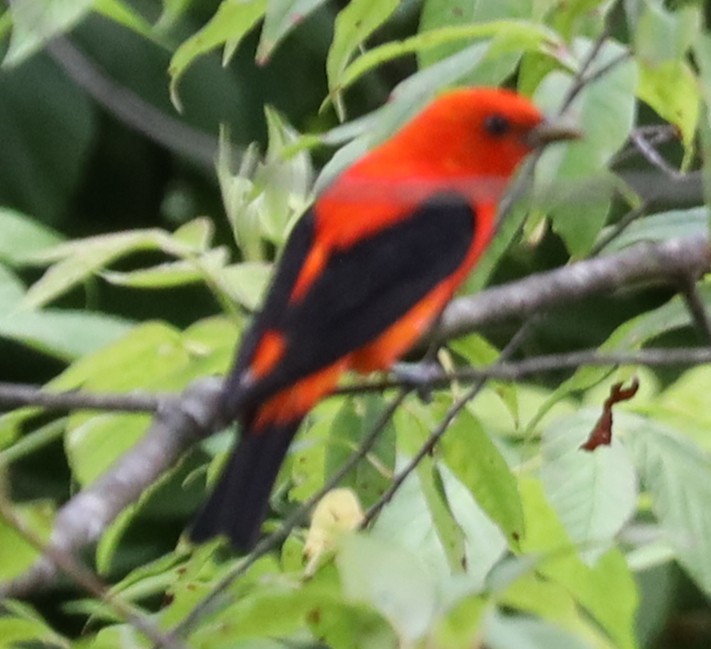 Scarlet Tanager - ML638604803