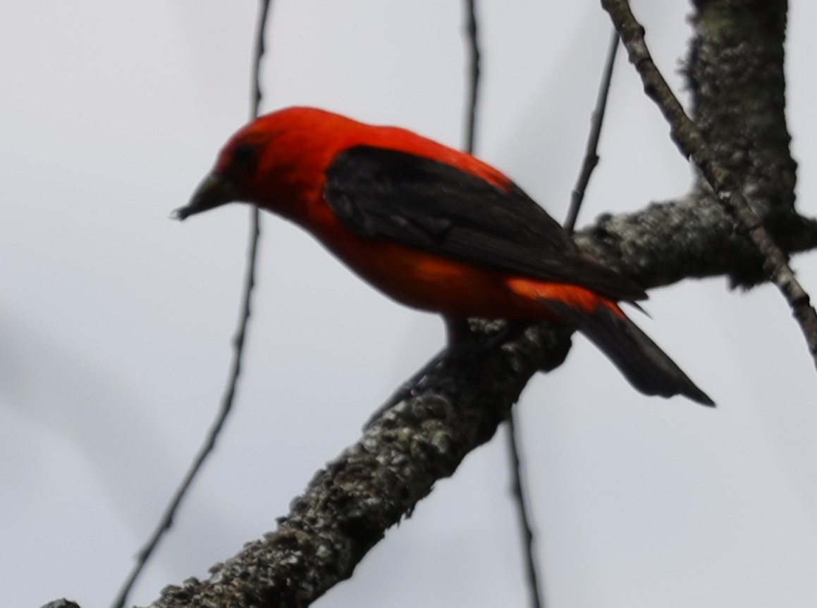 Scarlet Tanager - ML638604804