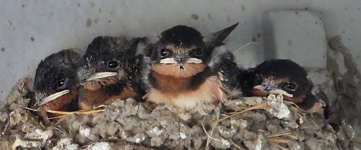 Barn Swallow - ML638604837
