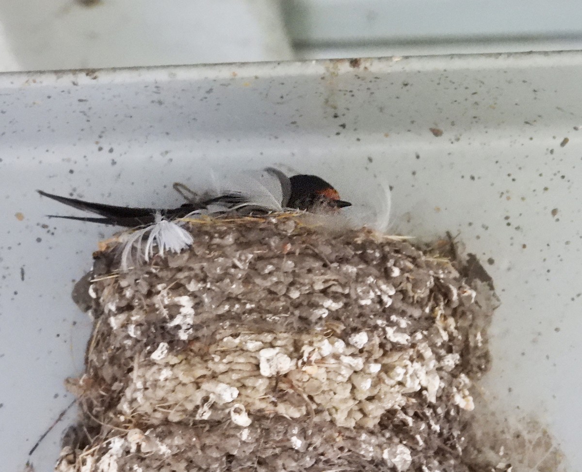 Barn Swallow - ML638604838