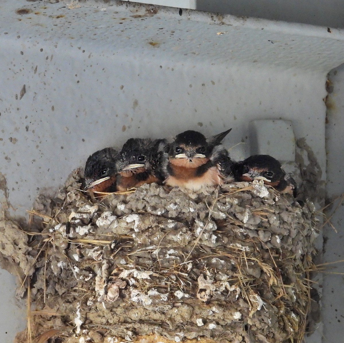 Barn Swallow - ML638604839