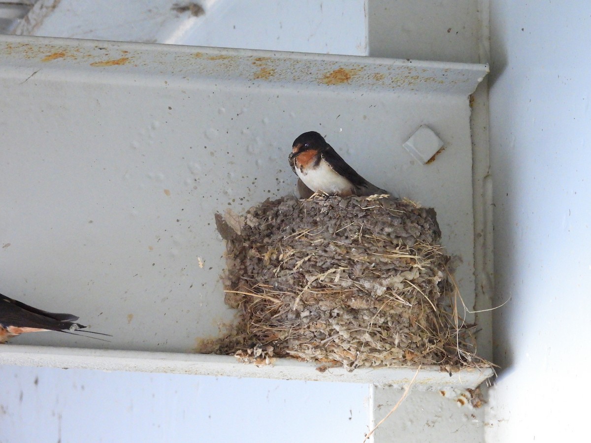 Barn Swallow - ML638604841