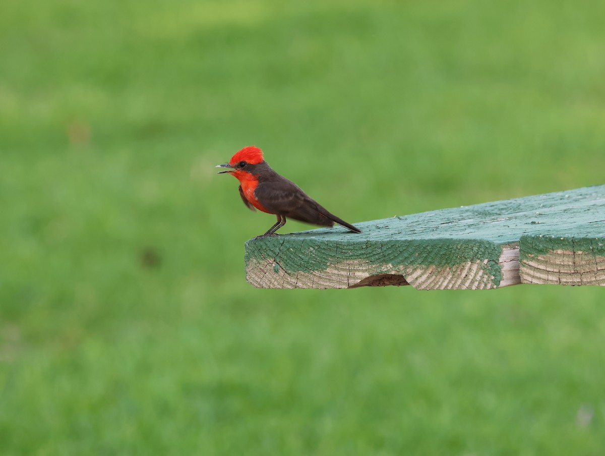 Vermilion Flycatcher - ML638604858