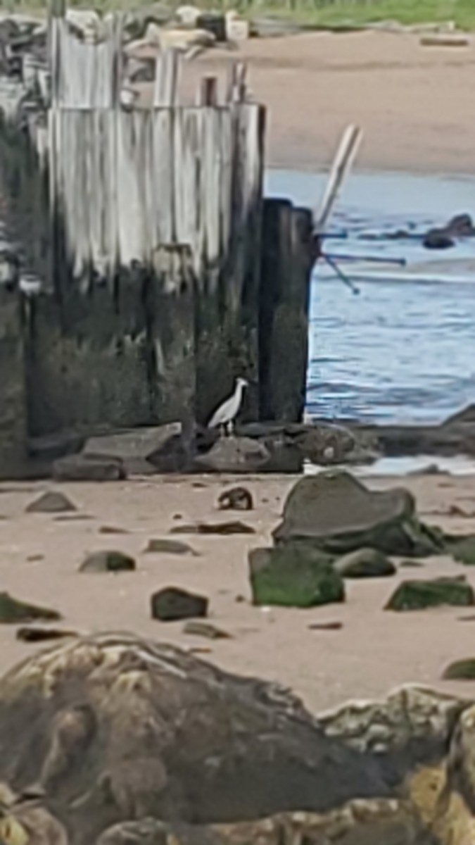 Yellow-crowned Night Heron - ML638604862