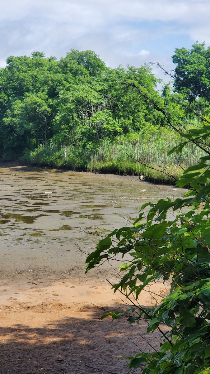 Little Blue Heron - ML638604881