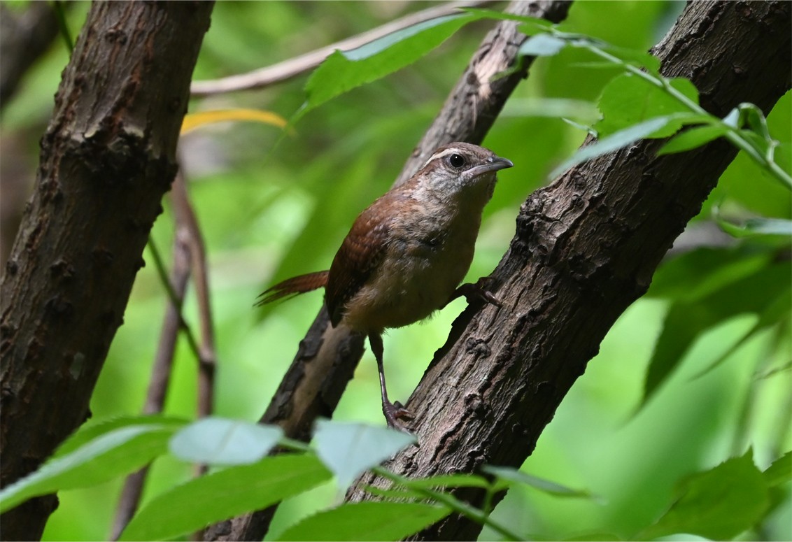 Carolina Wren - ML638604898