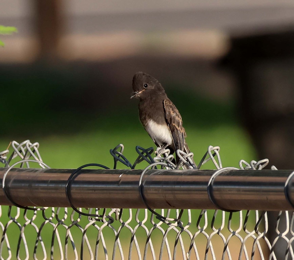Black Phoebe - ML638604946