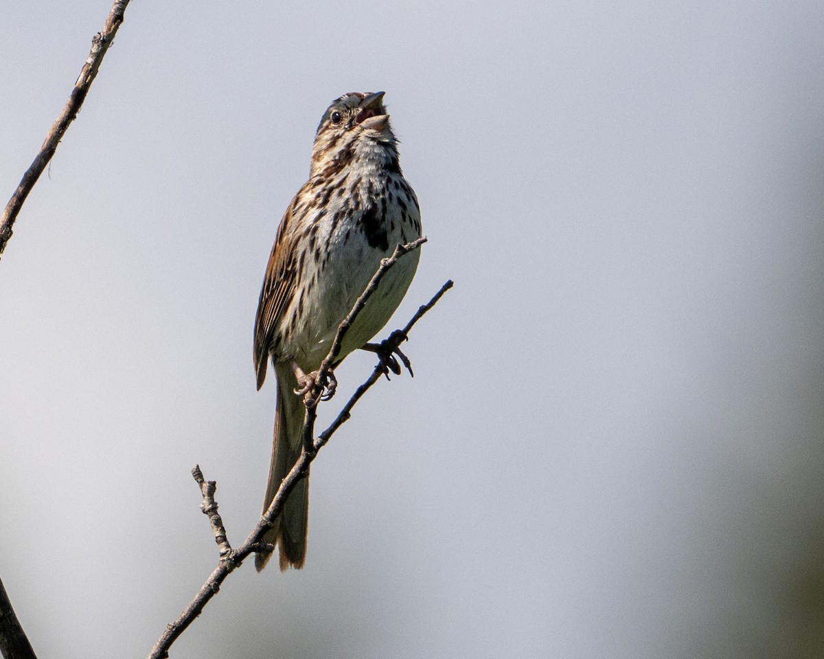 Song Sparrow - ML638604950