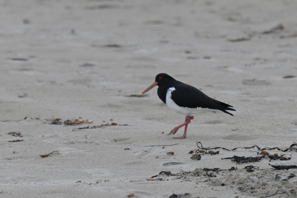 Pied Oystercatcher - ML638604957