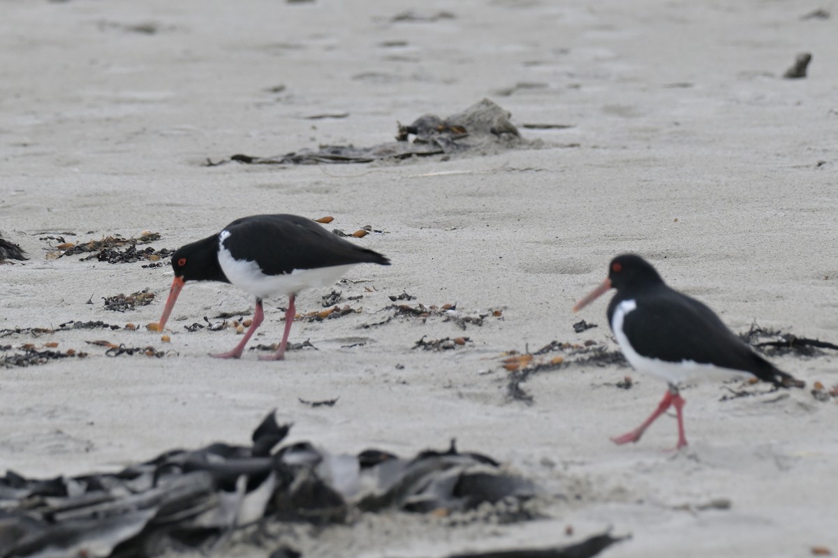 Pied Oystercatcher - ML638604961