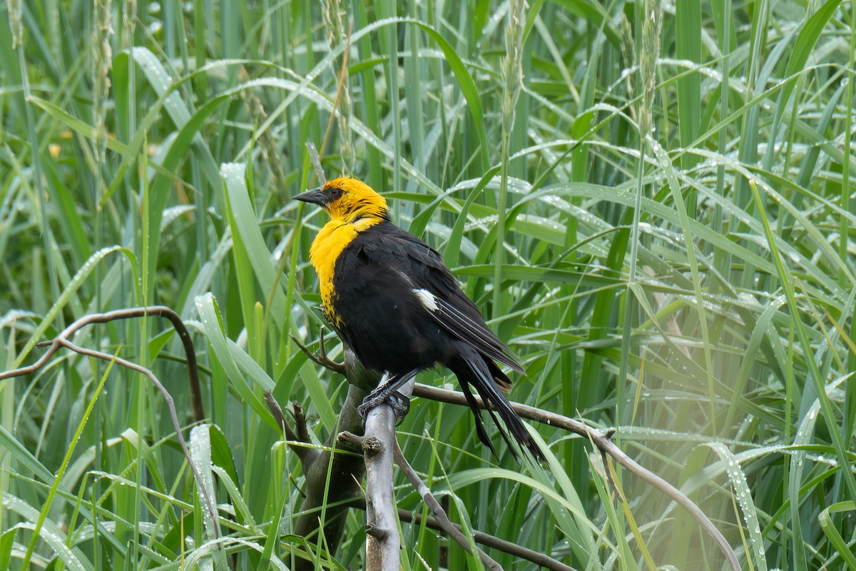 Yellow-headed Blackbird - ML638604992