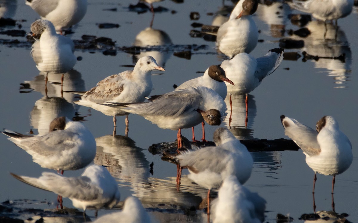 Slender-billed Gull - ML638605001